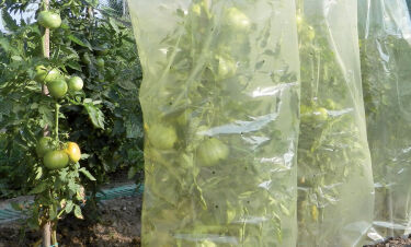 Пленка рукавная для выращивания томатов 0,6х10м